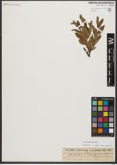 Foto von Salix waldsteiniana Willd.